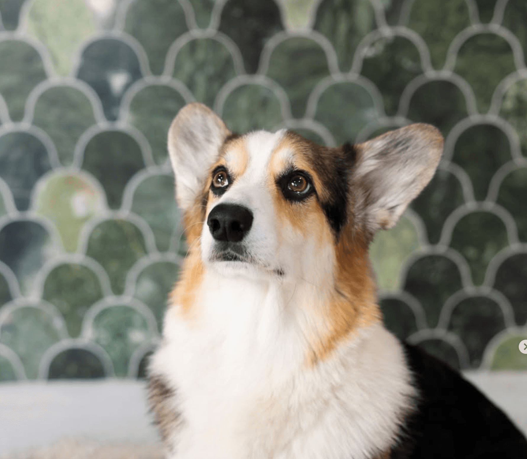Graffiti the corgi